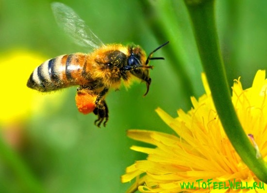 Лечение простатита пчелиным подмором