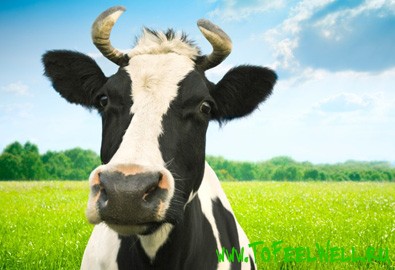 Чем полезно коровье молоко